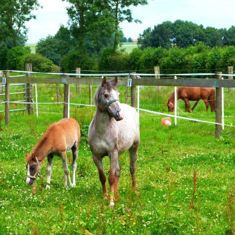 Gite Et Relais Equestre De Marie Tours-en-Vimeu Eksteriør bilde