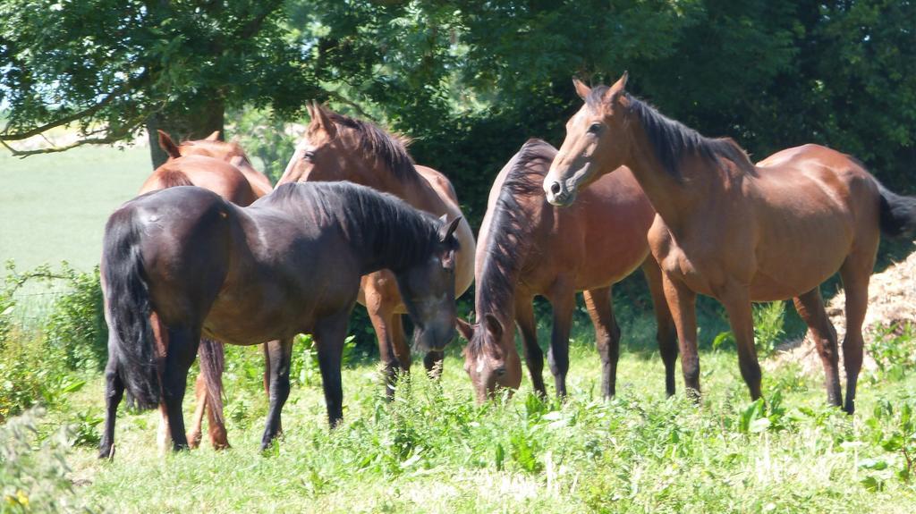 Gite Et Relais Equestre De Marie Tours-en-Vimeu Rom bilde
