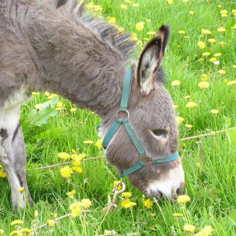 Gite Et Relais Equestre De Marie Tours-en-Vimeu Eksteriør bilde